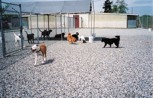 Dogs at play in supervised exercise area.